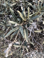 Eriodictyon trichocalyx