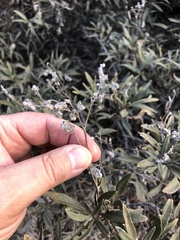 Eriodictyon trichocalyx