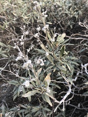 Eriodictyon trichocalyx