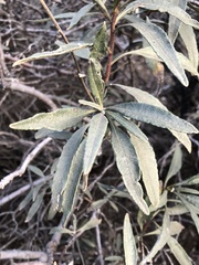 Eriodictyon trichocalyx