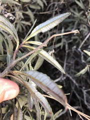 Eriodictyon trichocalyx