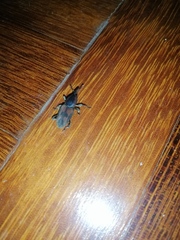 Rhabdoscelus obscurus