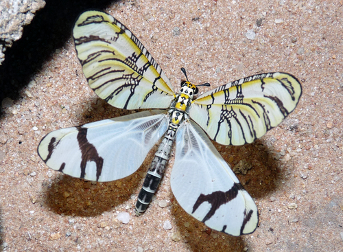 Lemon Antlion