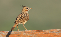 Coryphistera alaudina
