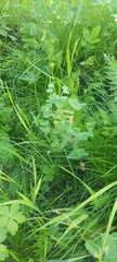 Euphorbia jenisseiensis