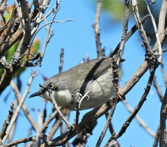 Apalis thoracica capensis