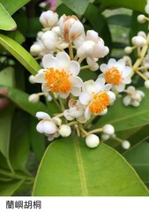 Calophyllum blancoi