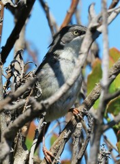 Apalis thoracica capensis