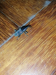 Rhabdoscelus obscurus