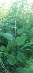 Saussurea controversa