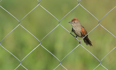 Synallaxis albescens