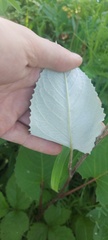 Saussurea controversa