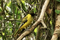 Oriolus larvatus