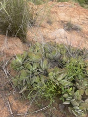 Crassula swaziensis