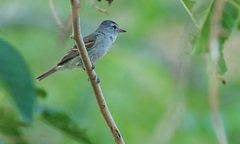 Camptostoma obsoletum