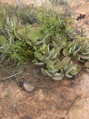 Crassula swaziensis
