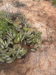 Crassula swaziensis