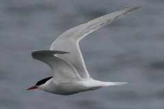Sterna hirundinacea