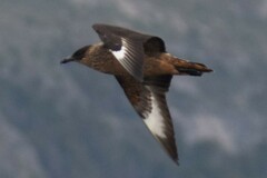 Stercorarius chilensis