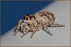 Tusitala