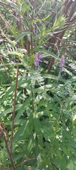 Cirsium serratuloides