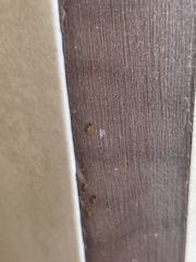 Monomorium pharaonis