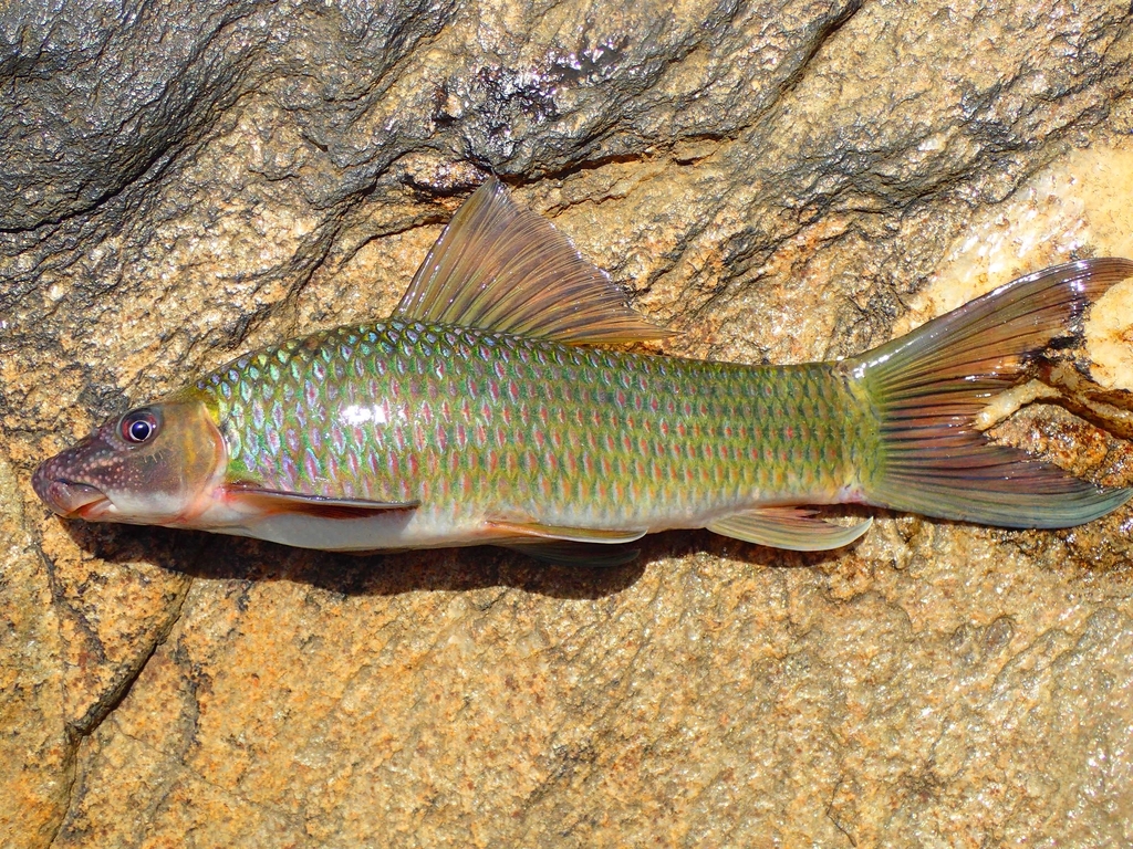 Bates's labeo (Labeo batesii) — Cyprinidae