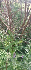 Cirsium serratuloides
