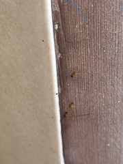 Monomorium pharaonis