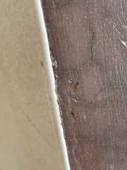 Monomorium pharaonis