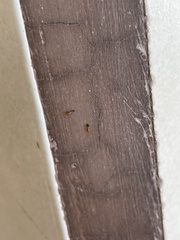 Monomorium pharaonis