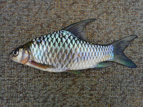 Sanaga cyprinid (Sanagia velifera) — Cyprinidae