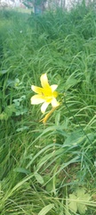 Hemerocallis minor