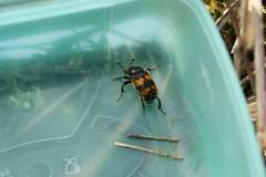 Nicrophorus vespillo