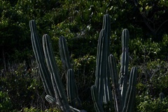 Cereus hildmannianus