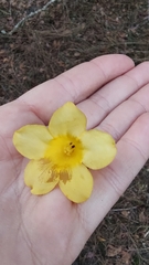 Gelsemium sempervirens