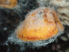 Crepidotus cinnabarinus