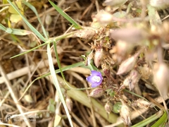 Evolvulus alsinoides