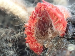 Crepidotus cinnabarinus