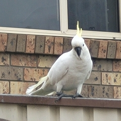 Cacatua galerita galerita