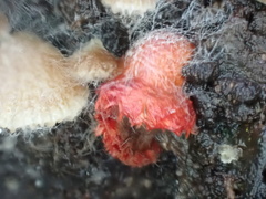 Crepidotus cinnabarinus