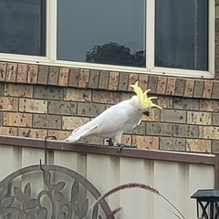 Cacatua galerita galerita