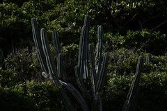 Cereus hildmannianus