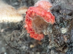 Crepidotus cinnabarinus