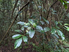 Turpinia formosana