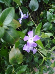Vinca major