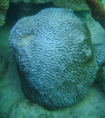 Pseudodiploria strigosa