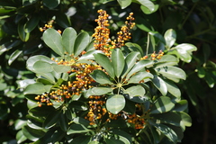 Heptapleurum arboricola