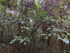 Turpinia formosana