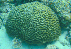 Colpophyllia natans